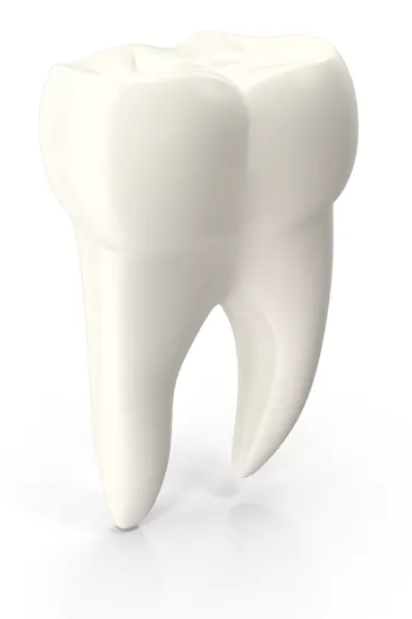 plan de ventas esperanza progresivo Tipos de dientes y funciones. ¿De qué está compuesta tu dentadura?